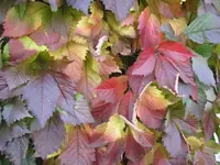 026.webp