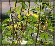 comp_DSC00522.webp