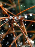 Spinne_Regentropfen_026a.webp