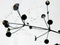 Spinne_Regentropfen_021a.webp