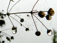 Spinne_Regentropfen_003.webp