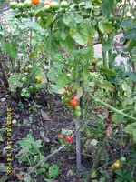 JD500845.webp