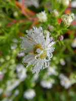 Herbstastern_Regentropfen_137.webp
