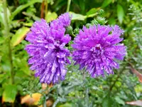 Herbstastern_Regentropfen_133.webp