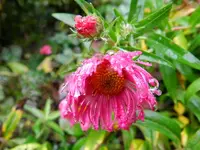 Herbstastern_Regentropfen_141.webp
