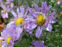 Herbstastern_Regentropfen_146.webp