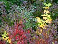 Herbstzauber_074.webp