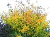 Herbstzauber_075.webp