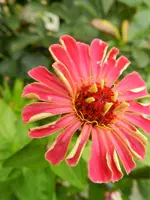 Zinien_010.webp