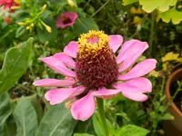 Zinien_012.webp