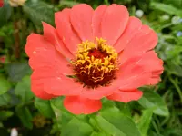 Zinien_014.webp
