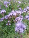 blaue blume02.jpg
