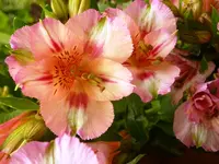 PAlstromeria.webp
