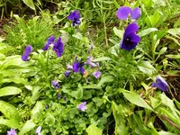 PCampanula_Stiefmütterchen.webp