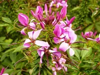 PUnbekannte.webp