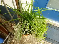 PHerbstbepflanzung.webp