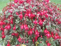 060.webp