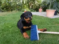 Shila.webp