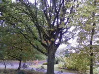 EicheOkt12.webp