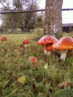 FliegenpilzeOkt2_12.webp