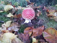 FliegenpilzOkt1_12.webp
