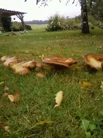 PilzeOkt2_12.webp