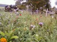 BluwieseOkt3_12.webp