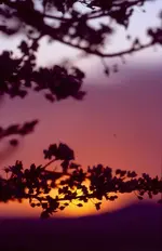 Schlehe im Sonnenuntergang,Guxhagen März´05.webp