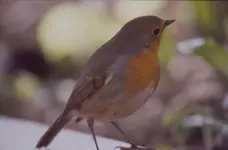 Rotkehlchen.webp