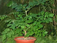 IMG_5644.webp
