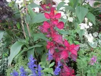 050.webp