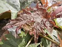 Rheum frischer Austrieb.webp
