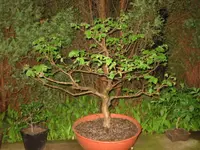 IMG_5634.webp