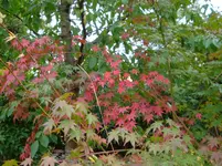DSC00815.webp