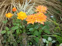 Minirose.webp