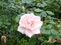 Kletterrose New Dawn.webp