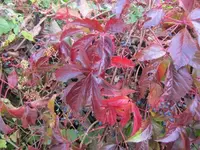 006.webp