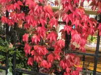 049.webp