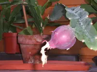15 Oktober 2012 was ist das 003.webp