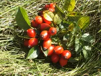 14  Oktober 2012 005.webp