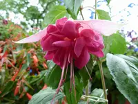 ffuchsia fustgroße blüte.webp
