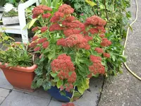 14  Oktober 2012 063.webp
