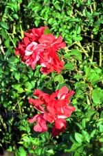DSC_1715 Rose.webp