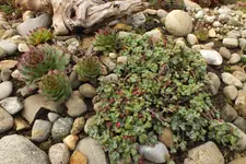 2012_1005Herbst0011.webp
