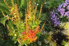 2012_1008Herbst0006.webp