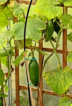 Mini_Salatgurken_400.webp