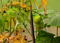 letzte Tomis_640.webp