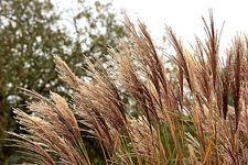 ein Gras im Herbstlook_640.webp