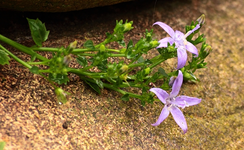 Glockenblume blüht wieder_640.webp