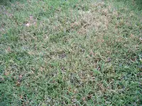 IMGP3668.webp